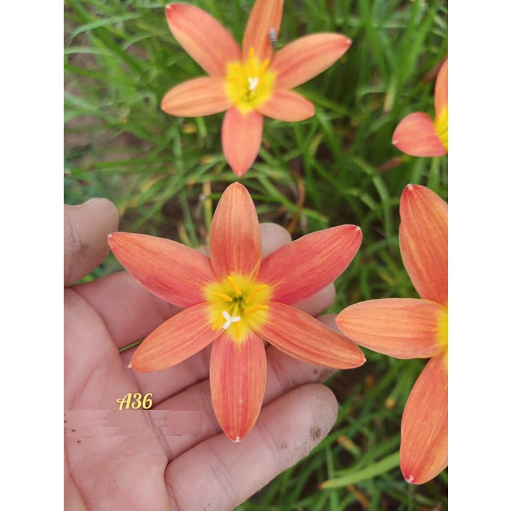 Củ hoa huệ mưa Thái Lan A36 size củ mẹ, củ to_Củ hoa tóc tiên cam rực rỡ cánh dài, thơm ngọt