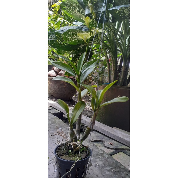 Hoa Lan Dendro Nắng Vàng Chanh Phú Quý