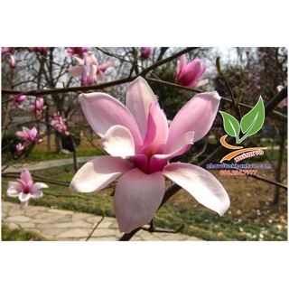Cây giống Hoa Mộc Lan