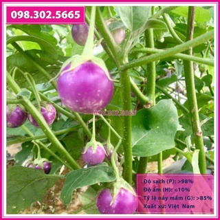 Hạt giống cà bát tím quả tròn năng xuất cao