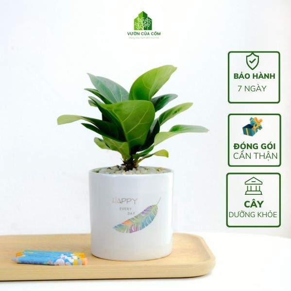 Cây Bàng Singapor để bàn kèm chậu sứ trắng  cây phong thủy mang lại tài lộc cho gia chủ . Cây + chậu KT cao 20 cm