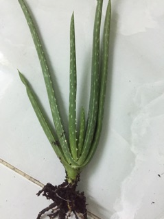 Giống cây nha đam Mỹ ( cây con )