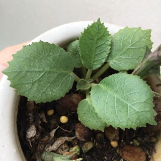 Cây mặt trời thân củ Dorstenia