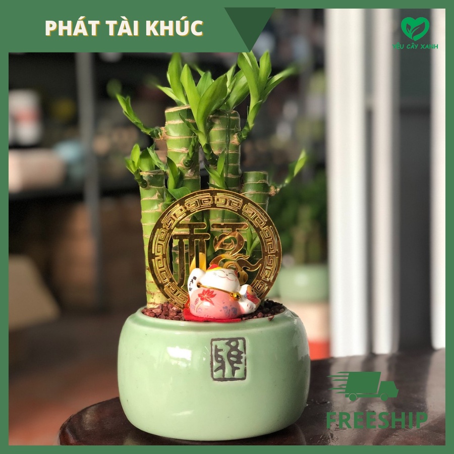 Cây Phát Tài Khúc để bàn ( cây phong thuỷ )