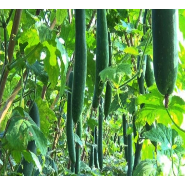 Gói 5 gram hạt giống bí sặt cao sản - tỷ lệ nảy mầm 90%