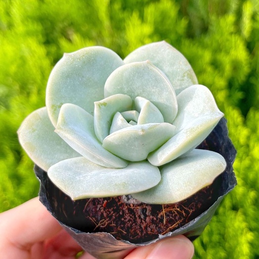 Sen đá hoa hồng hà lan 3-5cm
