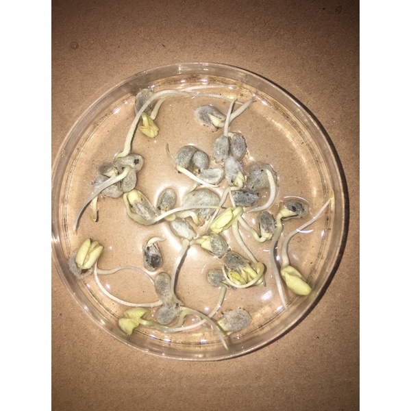 🌱Hạt giống bông vải ta ra hoa một vụ có gói 99 gram và 250 gram tỉ lệ nảy mầm 97%