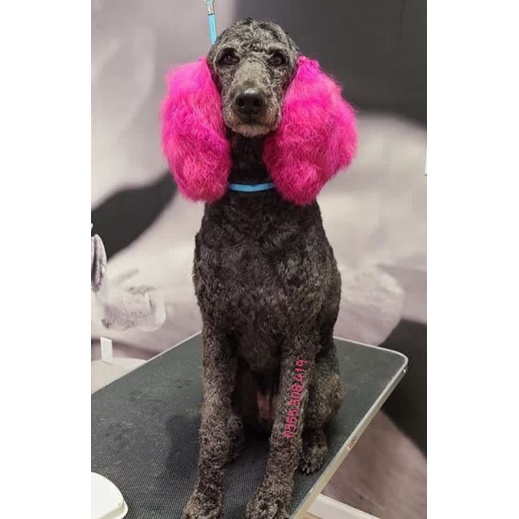 Bộ tẩy nhuộm lông màu giúp màu lên đều và tươi hơn cho thú cưng lông đen xám nâu - OmonPet