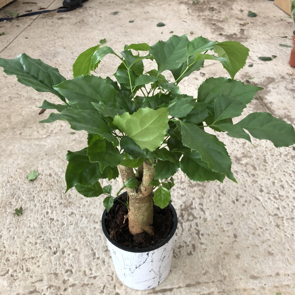 Cây hạnh phúc phong thủy , chiều cao 30-35cm tán to đẹp dễ chăm sóc, thích hợp trang trí cảnh quan sân vườn nội thất
