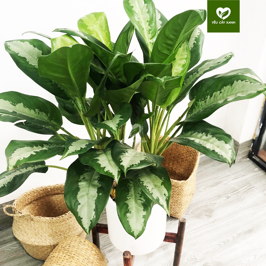 Cây Thanh Lam ( Cây Vạn Phúc ) nội thất trang trí văn phòng, cửa hàng giúp thanh lọc không khí