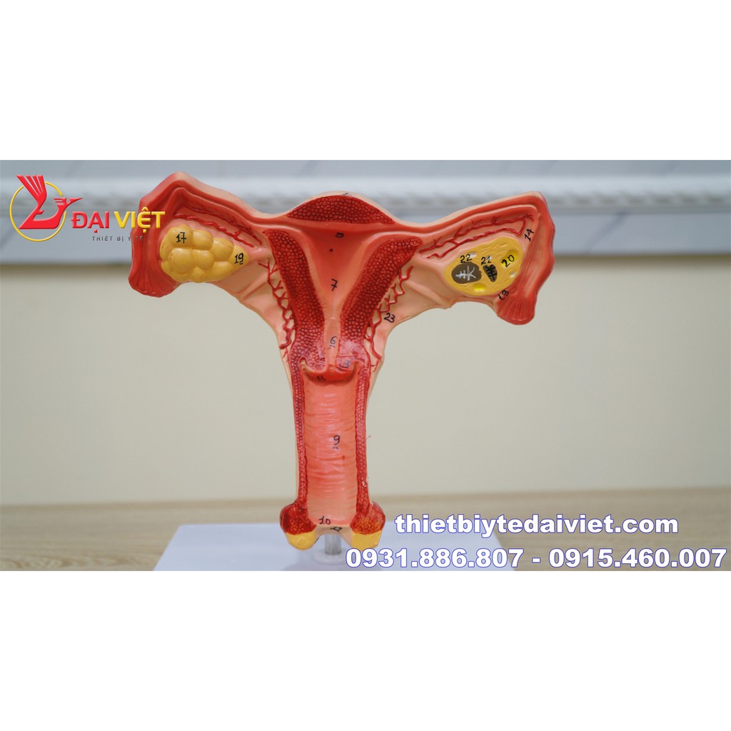 Mô hình giải phẫu bộ phận sinh dục nữ
