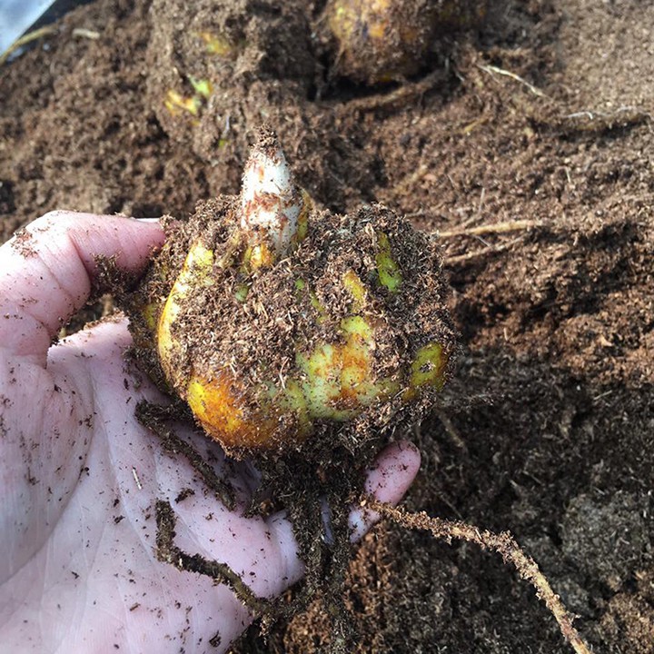 Củ hoa ly màu vàng 5-7 hoa