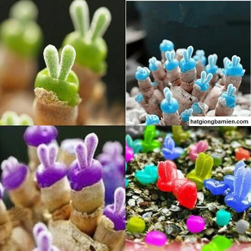 Hạt giống cây tai thỏ mix màu dể trồng f1-gói 50 hạt-tặng kèm 1 gói kích mầm