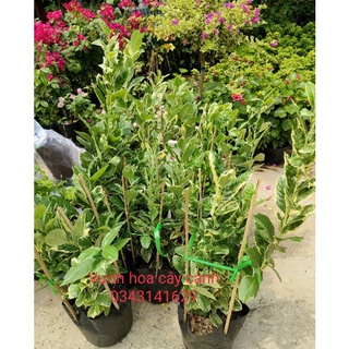 Cây chanh lá màu cẩm thạch ( cao 50cm)