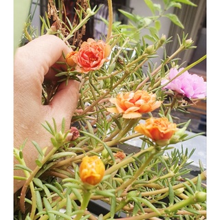 5 cây hoa 10 giờ Mỹ (5 màu)