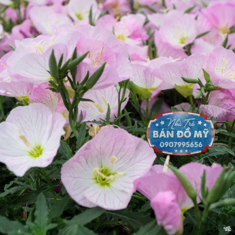 TINH DẦU HOA ANH THẢO- Evening Primrose Oil 1300mg SR hàng nội địa Mỹ 120 viên | Thế Giới Skin Care