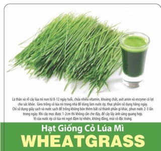 1kg Hạt Giống Cỏ Lúa Mì (Mầm Lúa Mạch) Dễ Trồng, Thơm Ngon.