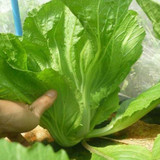 Hạt giống cải bẹ dông dư cao sản (tặng kèm phân)