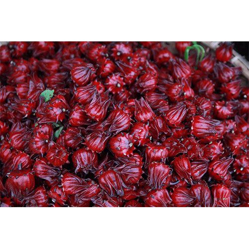 Gói 1g hạt giống atiso đỏ - Vựa Kiểng Sa Đéc -  VuaKiengSaDec