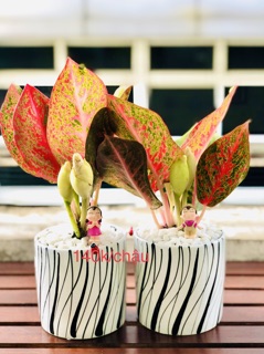 Chậu vạn lộc để bàn