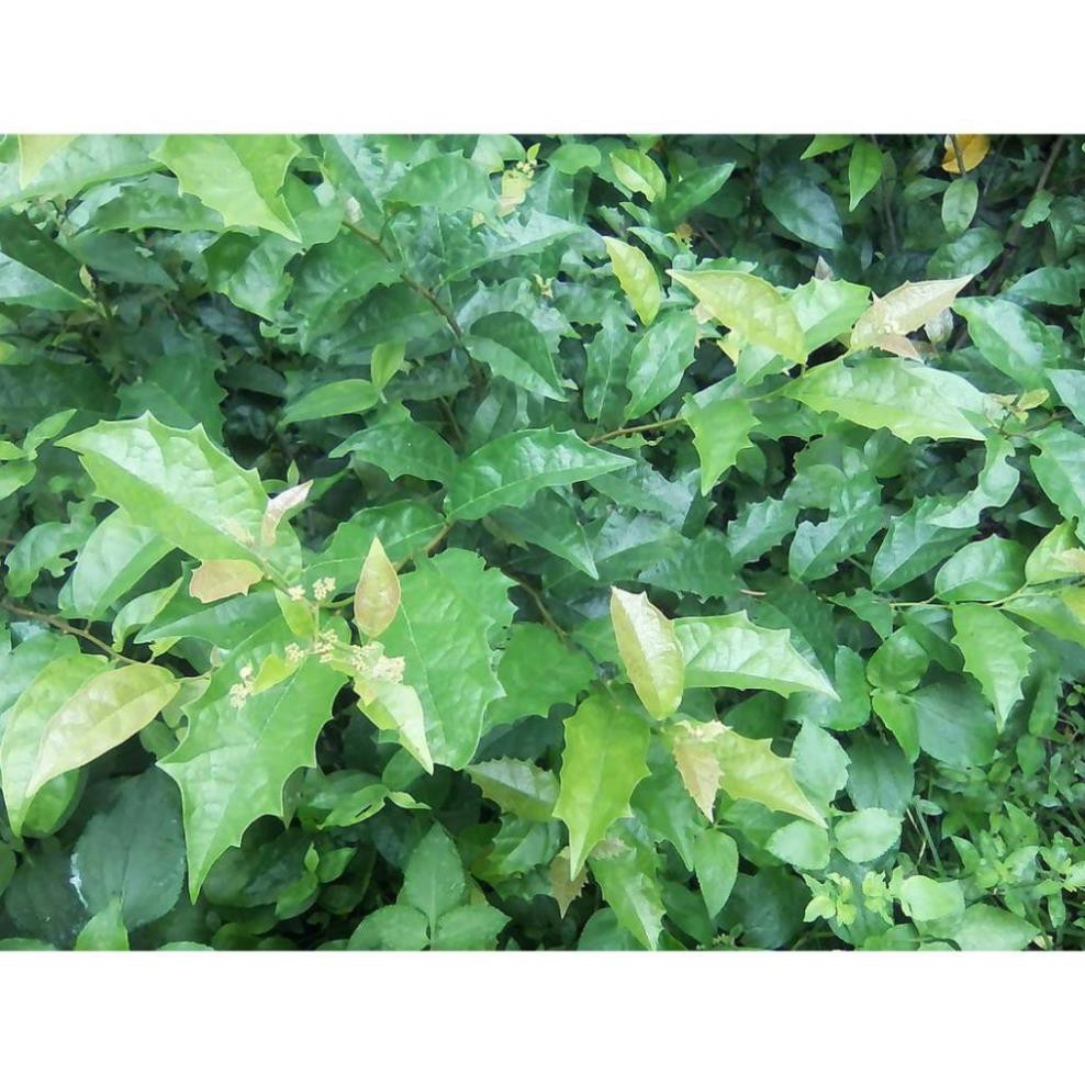 COMBO 5 CÂY GIỐNG XẠ ĐEN 50K