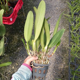 Cây hoa lan Cattleya Đại Tân (hàng lá)