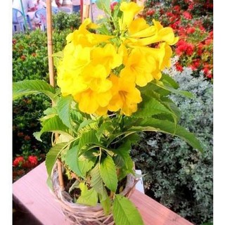 [GIÁ GỐC] Hạt giống hoa Phòng Phòng vàng (Coreopsis) - 100 hạt