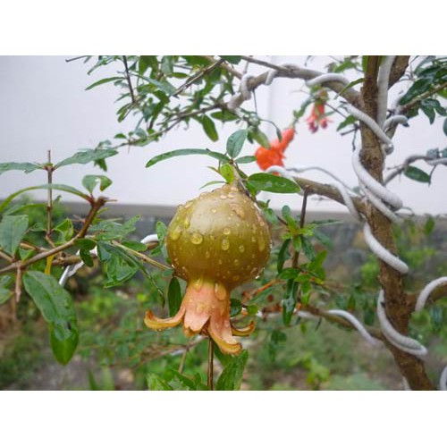 Cây giống lựu thái, trái to, ngọt, bầu rễ ổn định, năng suất cao, cây khỏe mạnh - Summer Garden