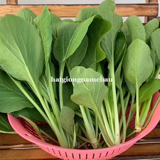 20 GR - HẠT GIỐNG CẢI NGỌT