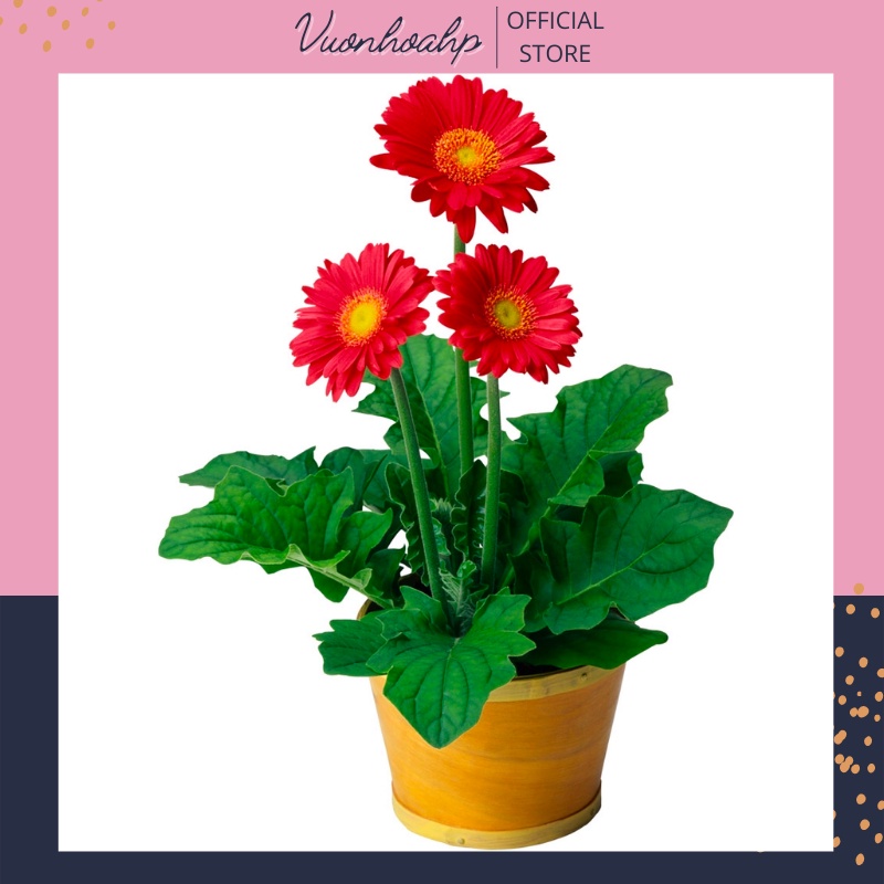 Cây hoa đồng tiền cao 20cm đủ màu sắc, cây đang có nụ hoa, cây xanh tốt