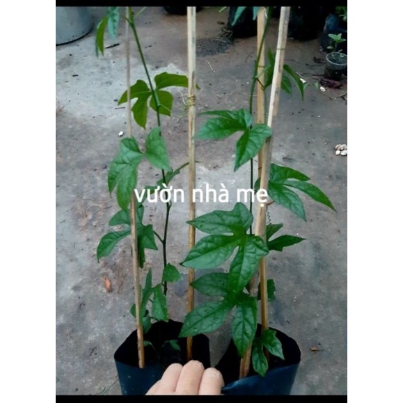 20 hạt gấc giống