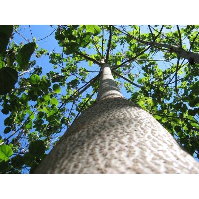 Cây giống Hông .