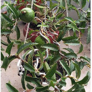 Cây cảnh đẹp - cây ổi xanh - bonsai mini