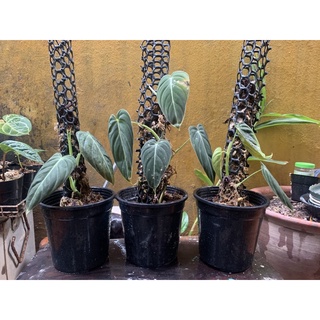 Combo 200 chậu nhựa đen 11x12cm khách đặt