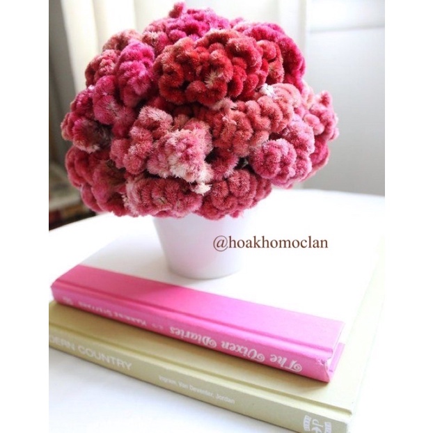 [HIẾM] Hoa Mồng Gà khô Coxcomb Celosia nhập Mỹ cực đẹp trang trí decor cắm lọ hoa, phụ kiện chụp ảnh sản phẩm