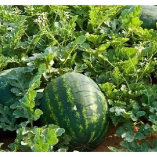  Gói 1GR hạt giống Dưa Hấu Thành Long F1 SV 533