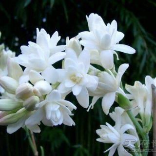 Củ giống hoa huệ kép trắng