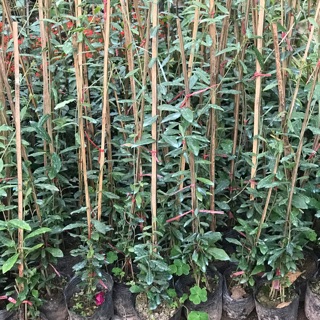 Combo 6 cúc tần,4 cát đằng,1b thanh tú chỉ 580k