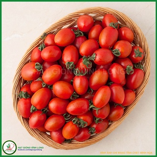 Hạt giống Cà chua Cherry F1 - Nữ Hoàng TN 84 - 20 hạt