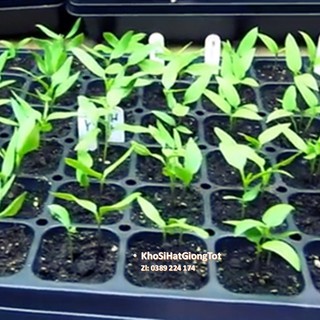 Gói 50 Hạt Giống Cà Tím Dài F1