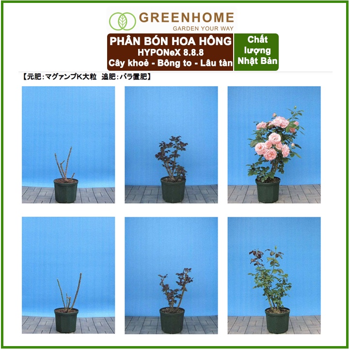 Hộp 30 viên Phân bón hoa hồng Nhật, Hyponex 8.8.8, giúp thân to khoẻ, nhiều chồi, hoa to, lâu tàn |Greenhome