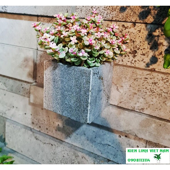 Chậu treo tường trồng cây hình vuông KT 10cm bằng đá tự nhiên, chậu trồng cây mini