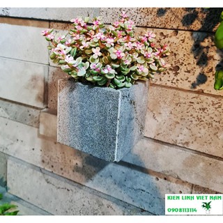 Chậu vuông 10cm ốp tường trồng sen đá bằng đá tổ ong xinh xắn mộc mạc, chậu trồng cây cảnh ngoài trời bền chắc KL10V