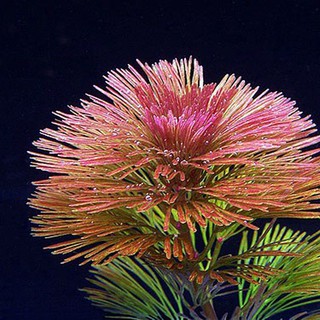 Rong La Hán Đỏ Thủy sinh