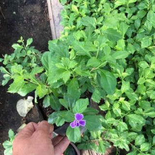 Hoa Leo Chuỗi Ngọc Tím