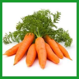 Hạt giống Cà Rốt