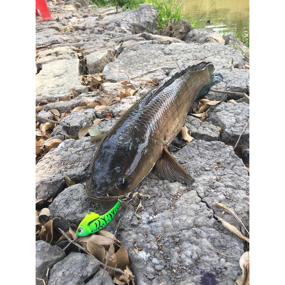 Mồi câu cá, Mồi cá sắt  Fishen - Cicada- Orichi, chuyên câu chìm, Mồi cá sắt câu lure cá lóc, cá chẽm siêu nhạy