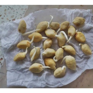 Hạt hoa chom chan nhập khẩu Thái Lan