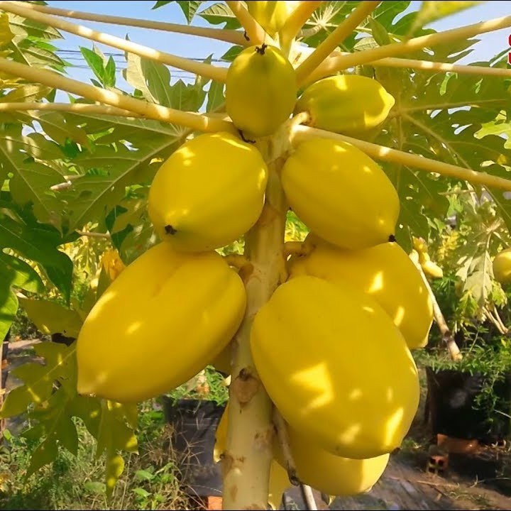 Hạt Giống Đu Đủ Vỏ Vàng (Vĩnh Thành) 5 Hạt