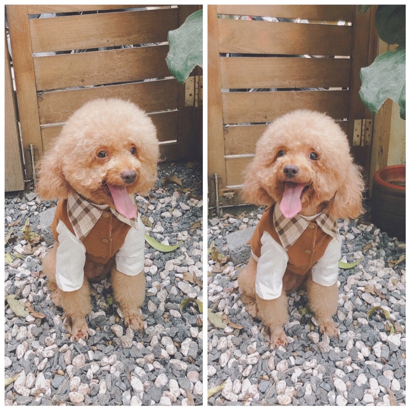 Áo khoác gile kaki nâu phối kẻ chó mèo